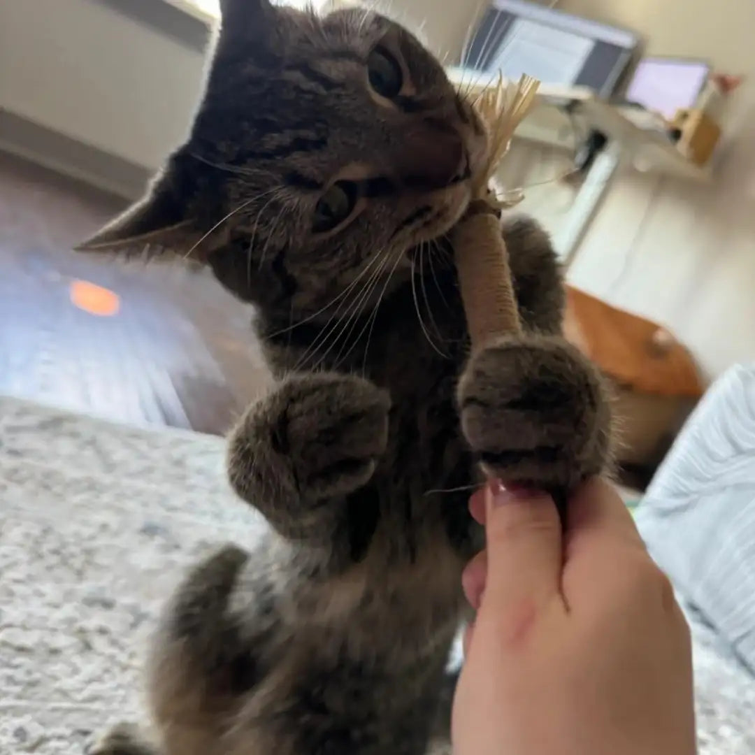 Cat's Molar Sticks™ | Give your cat fresher breath and healthier teeth, without any stress or irritation