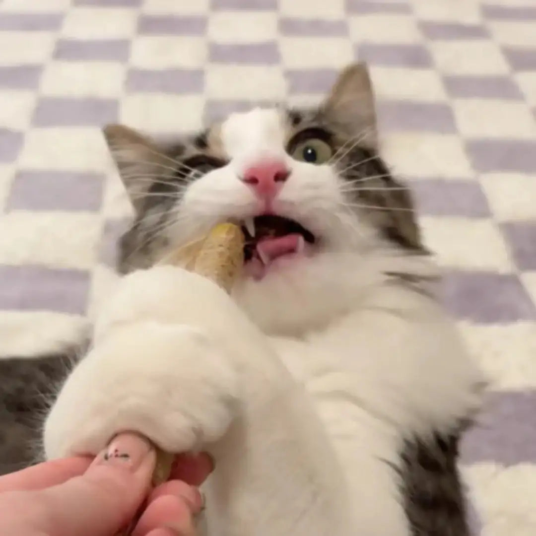 Cat's Molar Sticks™ | Give your cat fresher breath and healthier teeth, without any stress or irritation