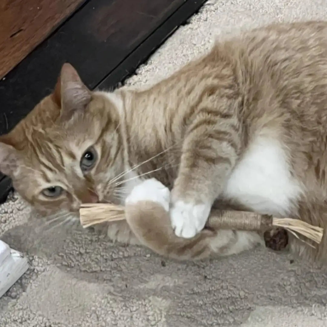Cat's Molar Sticks™ | Give your cat fresher breath and healthier teeth, without any stress or irritation